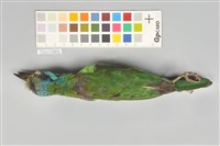 五色鳥藏品圖，第15張
